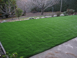 Larkspur synthetic grass